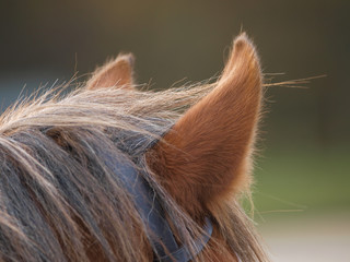 Horse Ears