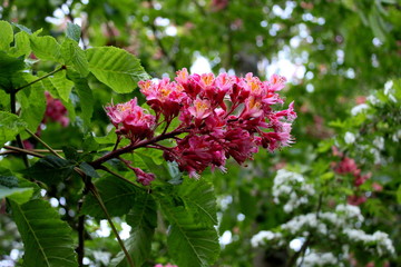 wunderschöne Blumen