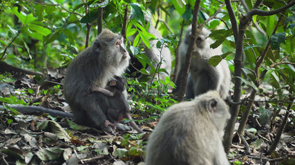 Monkey macaque in the rain forest. Monkeys in the natural environment. Bali, Indonesia. Long-tailed macaques, Macaca fascicularis.