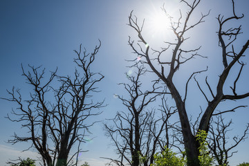 Äste von toten Bäume in der Sonne