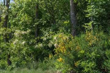 Akazien und Ginster Blüten am Waldrand