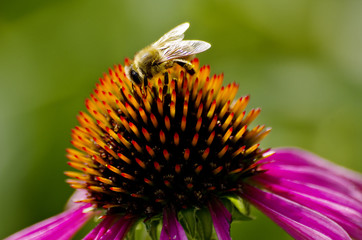 A bee on the coneflower detail