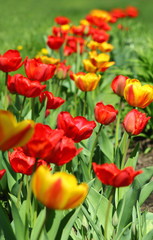 Fototapeta premium Red and yellow tulips in bloom on springtime flower bed