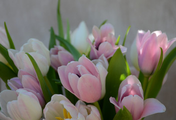 Tulpen