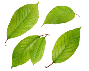 Cherry leaves isolated on white background