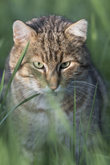 Tabby cat in green grass on hunt.