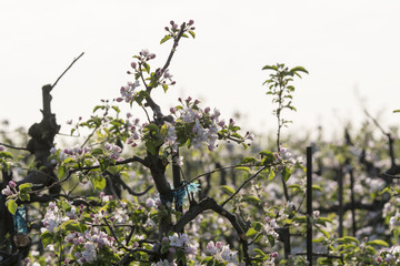 Adjusted apple branches in the orchard.