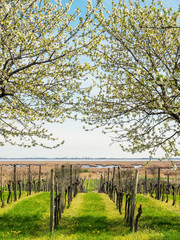 Fototapeta premium Kirschblüte im Frühling am Neusiedlersee