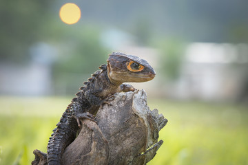  Crocodile skink, gecko,lizard