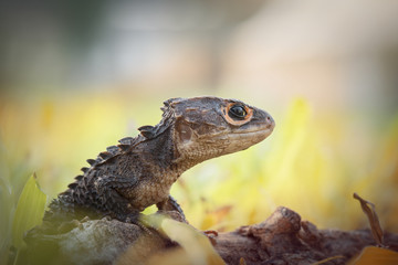  Crocodile skink, gecko,lizard