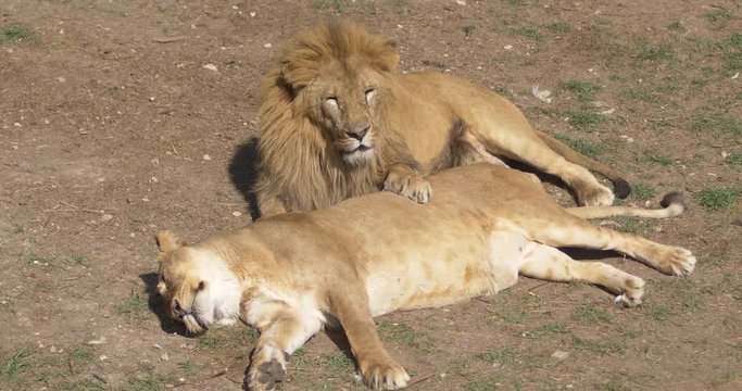 the lion guards his lioness