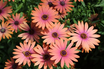 Fototapeta premium ORANGE AND PINK AFRICAN DAISIES