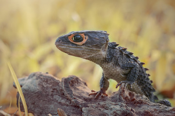  Crocodile skink, gecko,lizard
