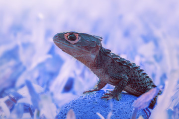  Crocodile skink, gecko,lizard