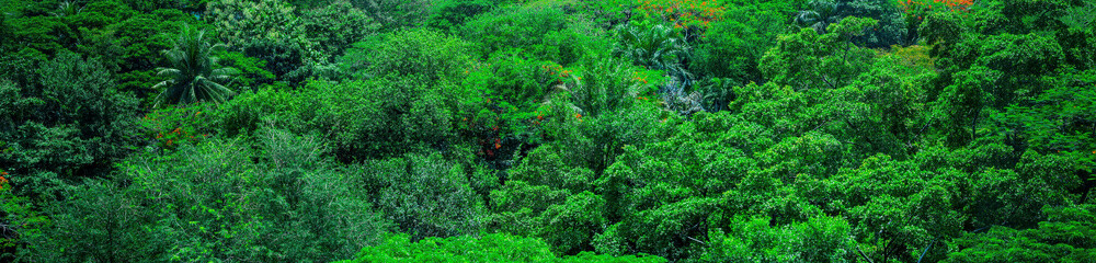 Green forest trees texture background. Nature landscape