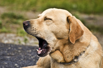 Cute dog yawning