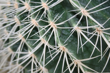 Cactus detailed