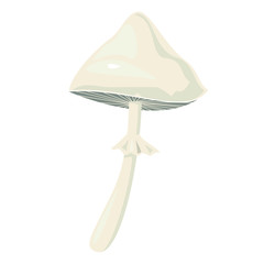 Amanita phalloides mushroom, vector illustration