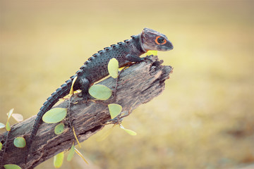Crocodile skink, gecko,lizard