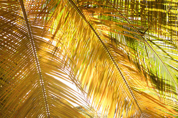 Tropical abstract background of yellow sunny palm tree leaves view, summertime seaside relaxation.