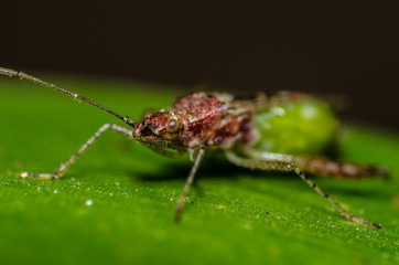 Fototapeta premium wonderful and mysterious macro world.