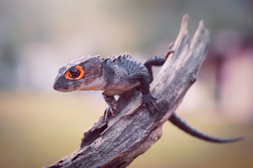 Crocodile skink, gecko,lizard