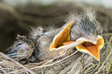 A young boy in a nest.