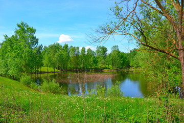 Forest lake in spring