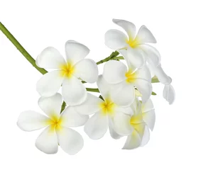 Fotobehang Tropische bloemen frangipani (plumeria) geïsoleerd op een witte achtergrond © Kompor