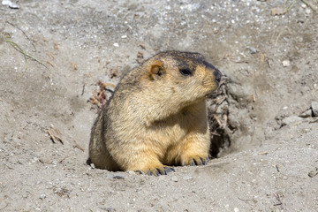 Funny marmot peeking out of a burrow in Himalayas mountain, Ladakh, India