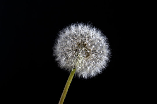 Fototapeta One dandelion. Dandelion fluff. Dandelion tranquil abstract close up black background