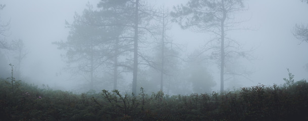 Obraz na płótnie Canvas Fog in the forest morning Pine trees 