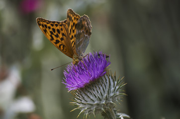 Butterfly - orange wings with black spots