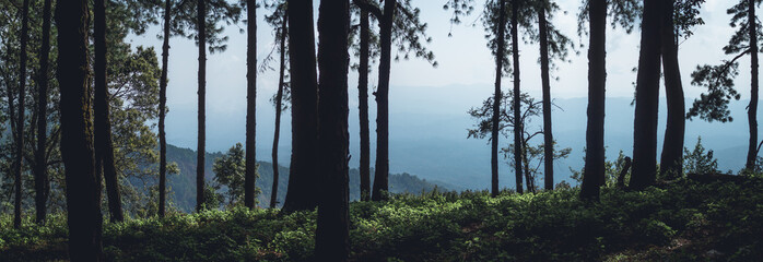 Obraz premium Fog in the forest morning Pine trees 