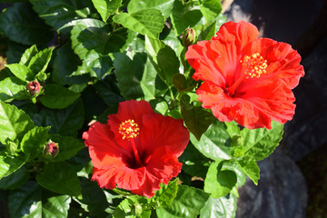 2 flowers - red hibiscus / 赤いハイビスカスの花