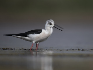 Black winged stilt