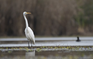 The Great White Egret