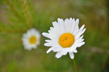 Ромашка в поле