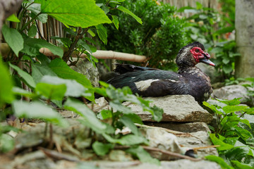 Animals in the village