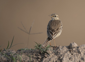 Paddyfield pipit (Anthus rufulus)