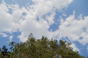 Forest against the blue sky, sunny weather