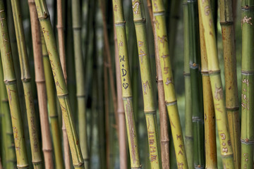 Engravings on the bamboos