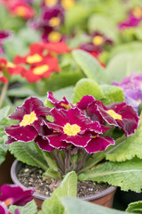 Close-up of light purple violet blossom on a blurred background. Festival of violets and flower arranging Violets in winter.