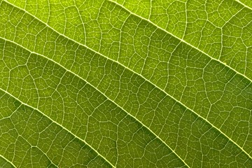 Naklejka na ściany i meble Green leaf macro texture
