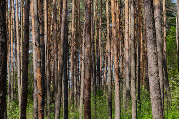 Forest against the blue sky, sunny weather