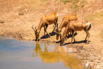 Obraz na płótnie Canvas Three African Impalas or Antelope drink at a pool in the summer season. Addo Elephant National Park, Eastern Cape, South Africa.