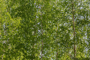 Forest against the blue sky, sunny weather