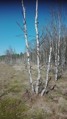 Dosenmoor