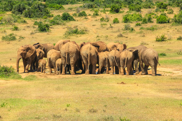 Seen from behind of a group of African elephants around an almost dry pool. Addo Elephant National Park, Eastern Cape, near Port Elizabeth in South Africa. Sunny day.
