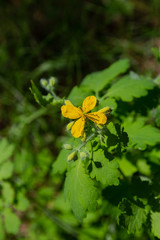 closeup beautiful spring flowers among a green grass